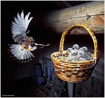 Baby basket, wood, hawk, hanging basket, hungry, mother, chicks, nest HD wallpaper