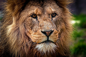 Animals, Muzzle, Close-Up, Lion, Predator, King Of Beasts, King Of The Beasts HD wallpaper