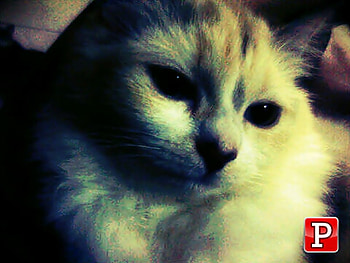 Tammy, ipul, reza, vitri, nday, jay HD wallpaper
