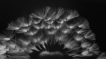 Black And White Of Fluff Dandelion Dark Background Macro graphy graphy HD wallpaper