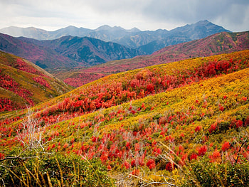 flowers in the hills, flowers, hills, tree, mountain HD wallpaper