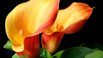 Calla Lily, Orange calla lilies, flower , Vibrant colors HD wallpaper