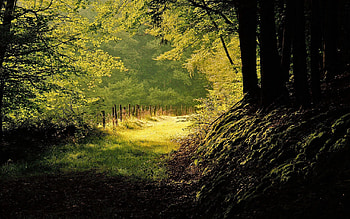 Nature, Trees, Mountains, Shine, Light, Forest, Fence, Outskirts, Hedge, Edge HD wallpaper