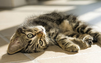 Animals, Kitty, Kitten, To Lie Down, Lie, Striped, Playful HD wallpaper