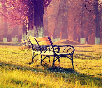 Autumn Park, pad, landscape, trees, autumn, forest, park HD wallpaper
