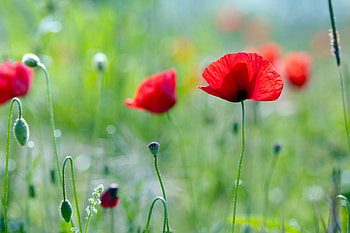 Nature, Flowers, Poppies, Summer, Greens HD wallpaper