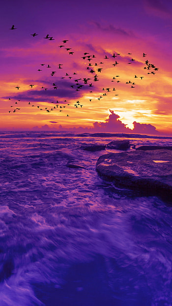 Ocean Sunset, earth, ocean, sea, purple, sky, bird, silhouette, horizon, nature HD phone wallpaper