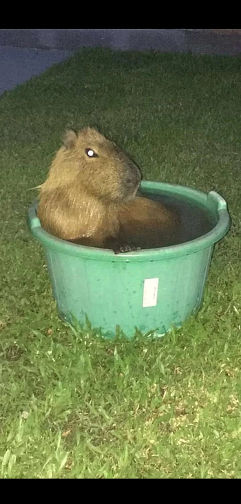 Capybara, bucket, night, bath HD phone wallpaper