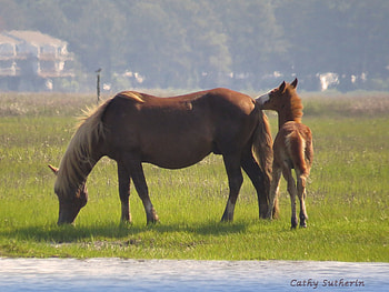 Chincoteaque Wild Pony and Baby, marsh, animal, horse, baby, grass, wildpony, virginia, nature, pony HD wallpaper