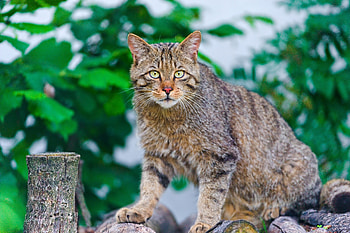 Animals, Cat, Striped, Old, Climb HD wallpaper