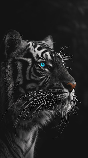 Midnight Sentinel: Blue-Eyed Tiger, tiger HD phone wallpaper