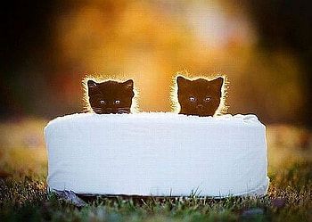 Fuzz City, white, graphy, animals, cats, kittens HD wallpaper