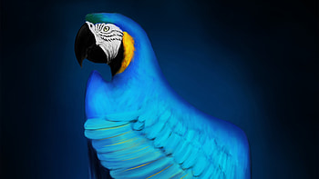 Macaw Digital Art, parrot, macaw, birds, artist, artwork, digital-art, artstation HD wallpaper