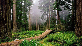 Cedar Tree, Redwood national parks, Majestic nature, State parks HD wallpaper
