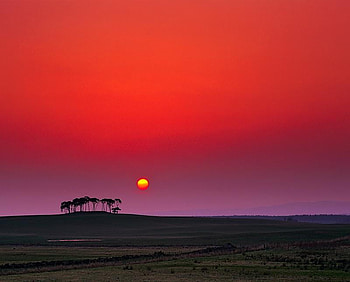 Sunset, sky, nature, tree HD wallpaper