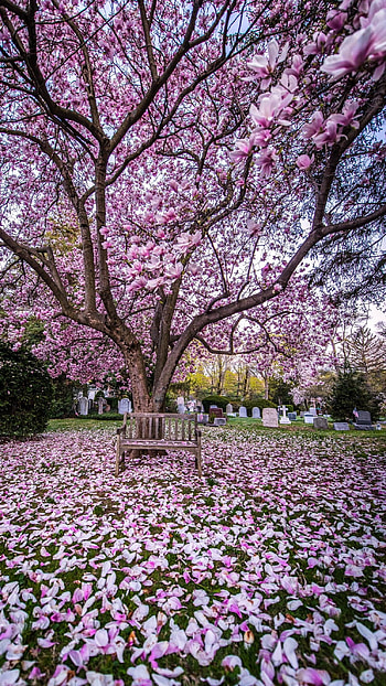 Spring, Beautiful Flowers HD phone wallpaper