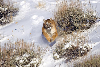 puma, winter, mountain lion, snow, cougar, nature, jump HD wallpaper