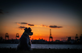 Dog Sunset Silhouette , dog, animals, silhouette HD wallpaper