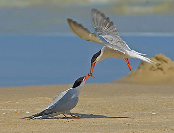 Beautiful Birds, cool, beautiful, birds HD wallpaper
