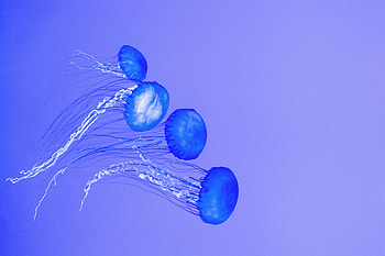 Jellyfishes, underwater, blue HD wallpaper