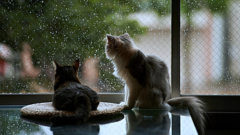 Pets, Cats at home, Rainy day, Window scenery HD wallpaper