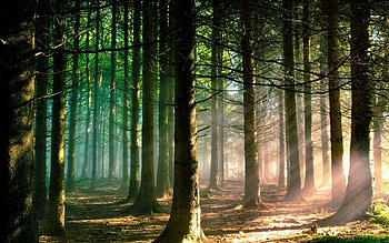 Beautiful pine trees, Serene nature, Refreshing landscape, Tranquil scenery HD wallpaper