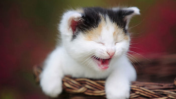 Animals, Kitty, Kitten, Spotty, Spotted, Basket, Scream, Cry HD wallpaper