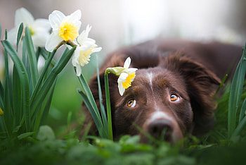 Border Collie, daffodils, iza lyson, flower, face, eyes, spring, dog, brown, green, caine HD wallpaper