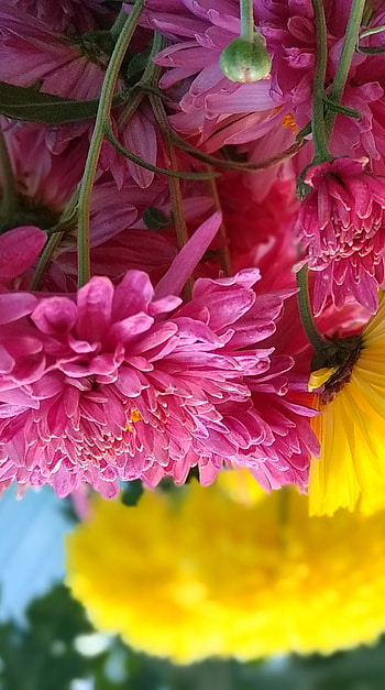 Flower, scene, best HD phone wallpaper