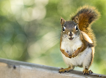 Animals, Squirrel, Sight, Opinion, Animal, Rodent HD wallpaper