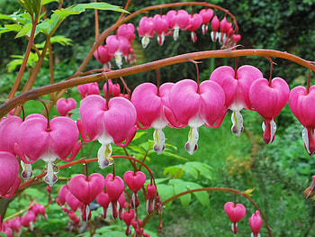 Bleeding hearts , garden, twig, pink, pretty, green, nature, flowers, bleeding heart, heart HD wallpaper