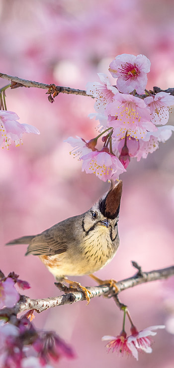 Taiwan Yuhina (yuhina brunneiceps), Animal HD phone wallpaper