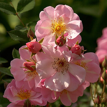 For Barb, outdoor, pink, roses, beautiful, nature, barb, gift, special HD wallpaper