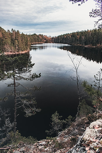 Nature, Trees, Sky, Lake, Forest, Spruce, Fir HD phone wallpaper