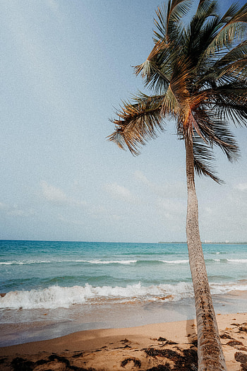 Nature, Sea, Beach, Palm, Tropics HD phone wallpaper