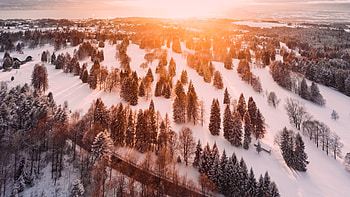Sunrise, cold, forest, pine trees, morning HD wallpaper