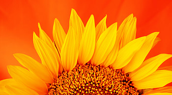 Flowers, Flower, Macro, Petals, Sunflower HD wallpaper