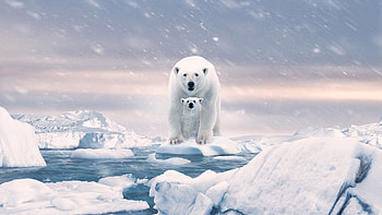 Thrilling adventure, Polar journey, Film sensation, Exciting cinema HD wallpaper