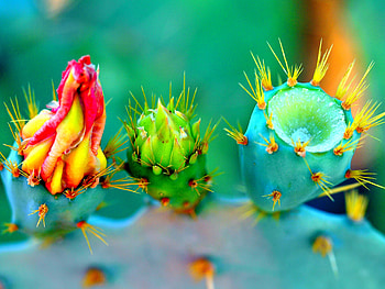 Flowers, Macro, Cactus, Thorns, Prickles HD wallpaper