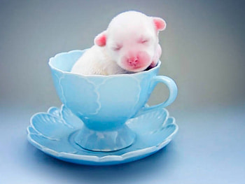 TEACUP PUP, CUTE, PUP, , CUP HD wallpaper
