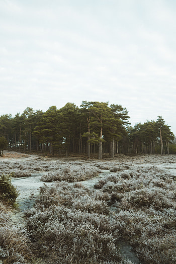 Nature, Trees, Bush, Forest HD phone wallpaper