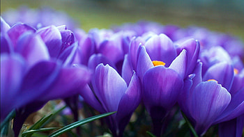 Tulips, flowers, plants, green, violet HD wallpaper
