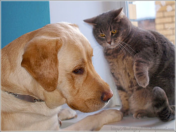 Cat w Dog, cool HD wallpaper