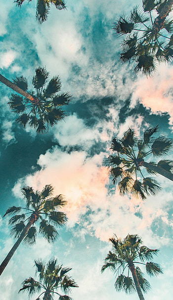 Palm Tree, Scenery , Sky aesthetic, Watercolor HD phone wallpaper