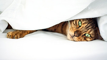 Cat face, Snout, Cat under a blanket, Cozy hideaway HD wallpaper