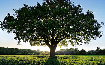 Nature, Grass, Sun, Shine, Light, Wood, Tree, Shadow, Polyana, Glade HD wallpaper