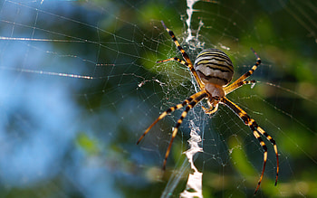 Garden spider , Nature's wonders, Spider in its habitat, Beautiful arachnid HD wallpaper