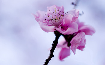 Flower, Plant, Macro, Bloom, Flowering, Branch, Spring HD wallpaper