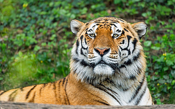 Tiger, animal, cat, resting HD wallpaper