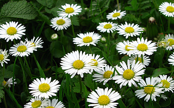 Plants, Flowers HD wallpaper